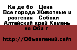 Ка де бо › Цена ­ 25 - Все города Животные и растения » Собаки   . Алтайский край,Камень-на-Оби г.